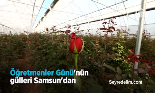 Öğretmenler Günü'nün Gülleri Samsun'dan