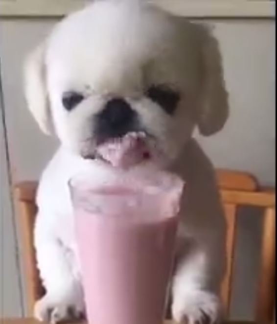 Milkshake İçen Sevimli Köpek