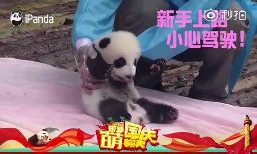 Panda Kardeşlerin Sevimli Hareketleri