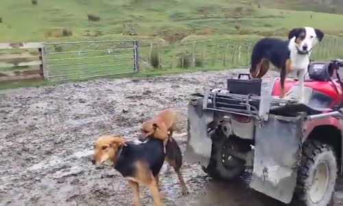 Küçük Köpeğin Boyundan Büyük İşlere Yeltenmesi