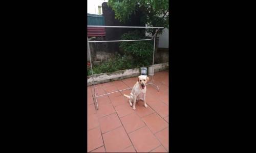 Yetenekli Uzman Kaleci Köpekçik