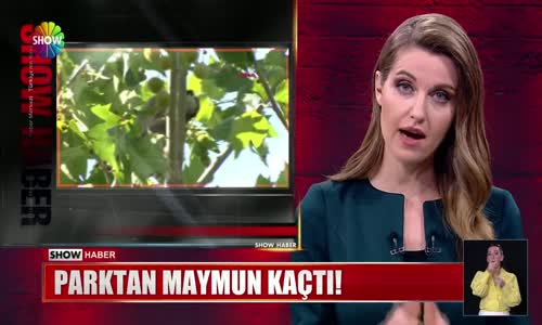 Parktan maymun kaçtı!