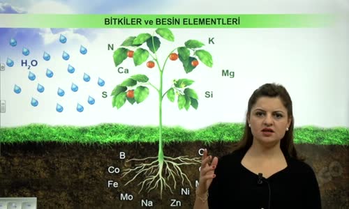 EBA BİYOLOJİ LİSE - BİTKİ BİYOLOJİSİ - BİTKİLERDE BESLENME - MAKRO VE MİKRO BESİN ELEMENTLERİ