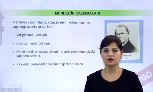 EBA BİYOLOJİ LİSE - KALITIMIN GENEL İLKELERİ - MENDELİ'İN ÇALIŞMALARI VE MONOHİBRİT ÇAPRAZLAMA - MENDEL'İN ÇALIŞMALARI VE KROMOZOM TEORİSİ