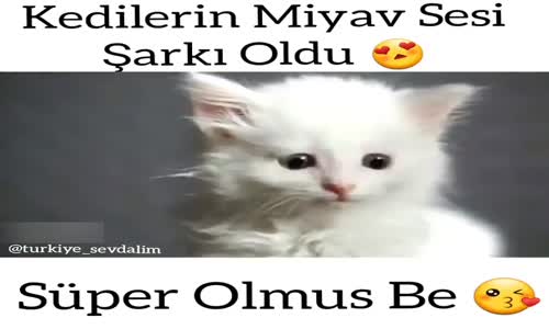 Kedilerin Sesi Şarkı Oldu