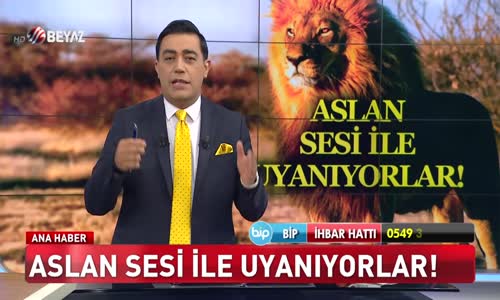 Aslan sesi ile uyanıyorlar!