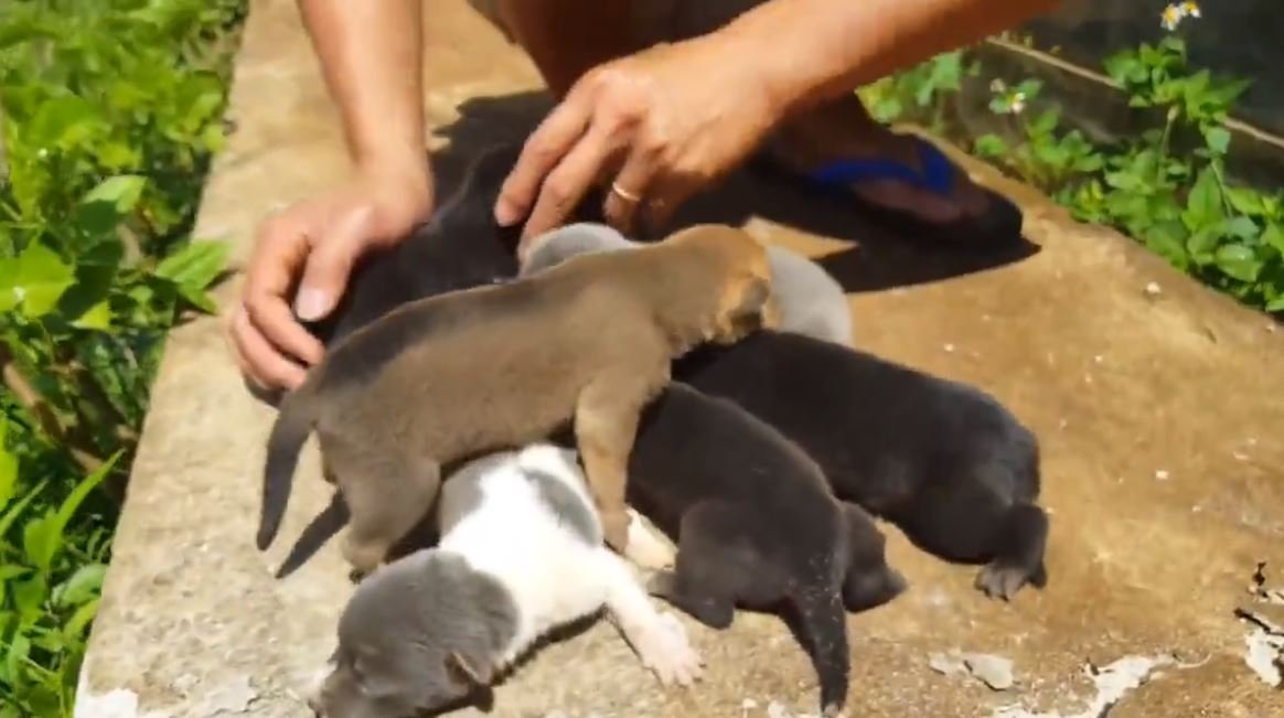 Kanaldanki Yavru Köpekleri Kurtaran Güzel İnsanlar