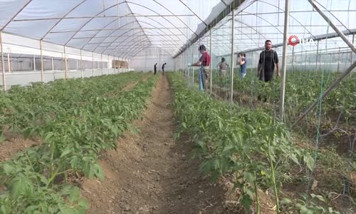 Şırnak'ta Terörden Temizlenen Topraklar Tekrar Üretici ile Buluştu