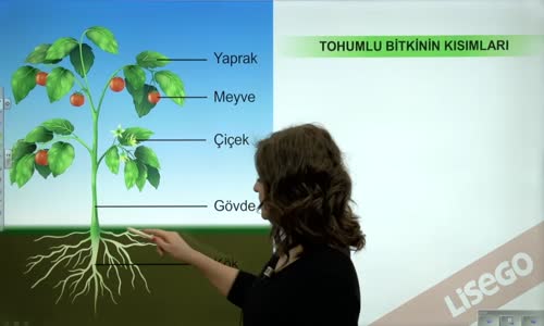 EBA BİYOLOJİ LİSE - BİTKİ BİYOLOJİSİ - BİTKİLERİN YAPISI; MERİSTEM DOKU VE TEMEL DOKU - TOHUMLU BİTKİLERİN TEMEL KISIMLARI , BİTKİSEL DOKULARIN GRUPLANDIRILMASI