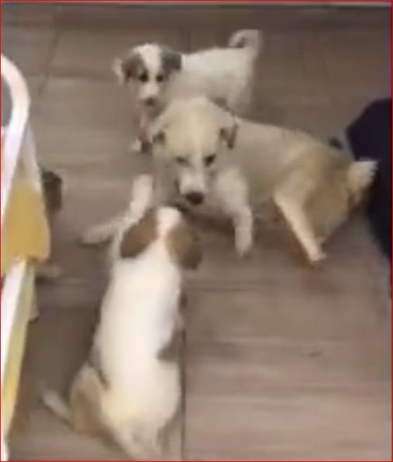 Van'da Arka Bacakları Kesilen Anne Köpek