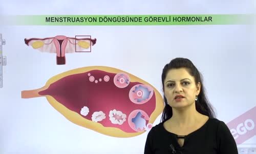 EBA BİYOLOJİ LİSE - ÜREME SİSTEMİ VE EMBRİYONİK GELİŞİM - MENSTRUASYON DÖNGÜSÜ VE EMBRİYONİK GELİŞİM - MENSTRUASYON DÖNGÜSÜNDE GÖREVLİ HORMANLAR