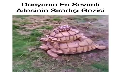 Dünyanın En Sevimli Ailesinin Sıradışı Gezisi