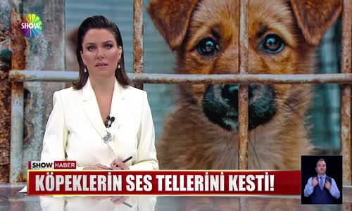 Köpeklerin ses tellerini kesti! 