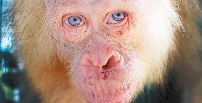 İlk Kez Karşılaşılan Albino Orangutan