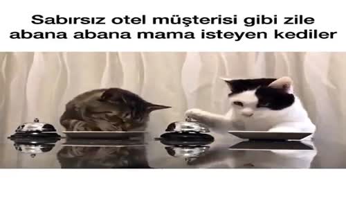 Zili Çalarak Mama İsteyen Kediler