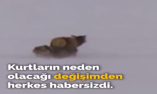 Bir Parka Bırakılan 14 Kurt ve Ardından Yaşanan Değişimler!