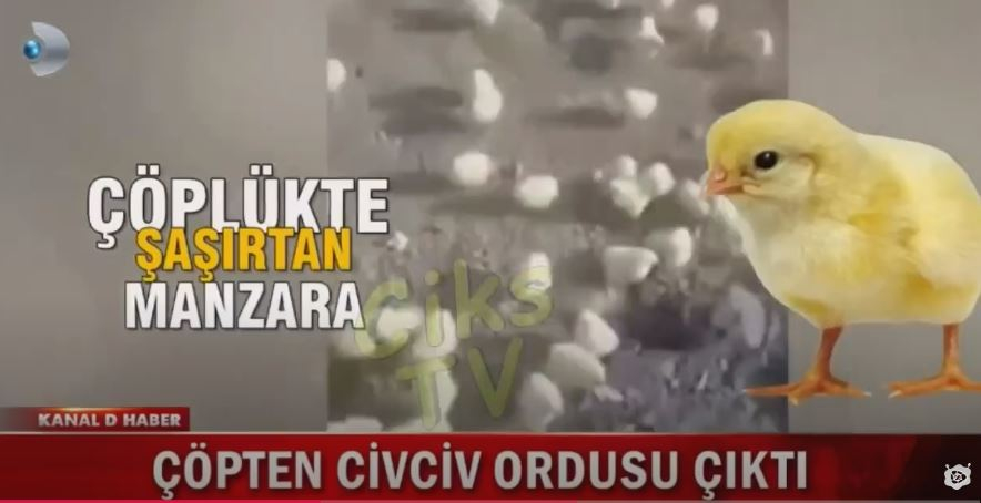 Çöpe Atılan Kartonlarca Yumurtadan Binlerce Civciv Çıktı 