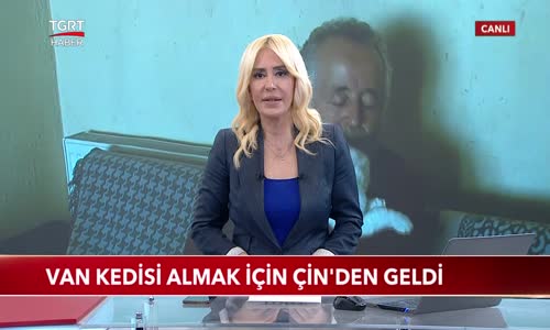 Van Kedisi Almak İçin Çin'den Geldi 