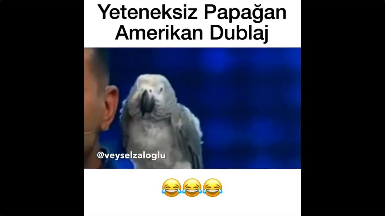 Yeteneksiz Papağan - Amerikan Dublaj