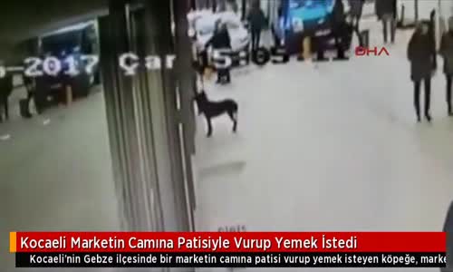 Marketin Camına Patisiyle Vurup Yemek İsteyen Köpek