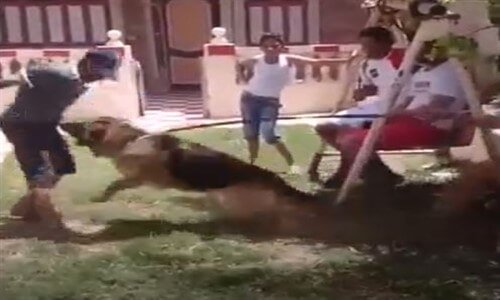 Köpeğin İntikamını Adamın Şeyinden Alması