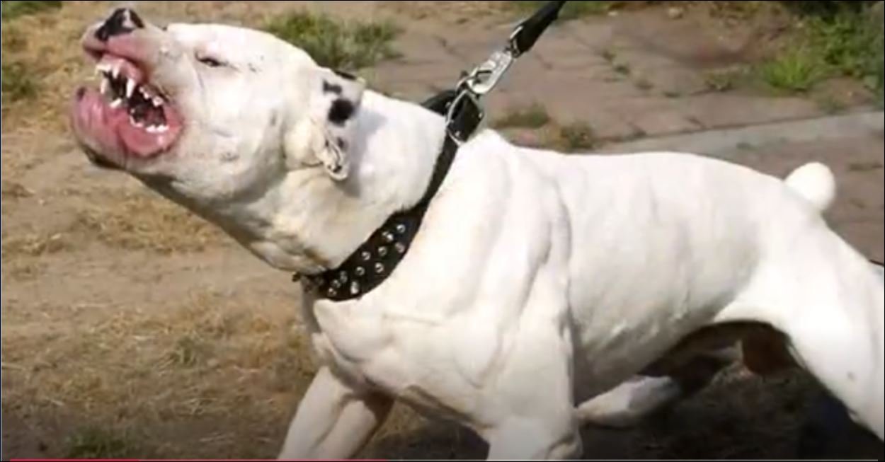 Beslenmesi Yasak Olan Köpekler