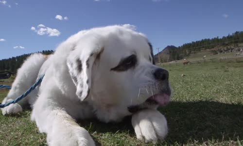 Dünyanın En Uzun Dili Olan Köpeği