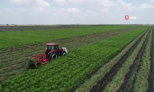 Türkiye’nin Yer Fıstığı Üretiminin Yüzde 60’ı Adana’dan 