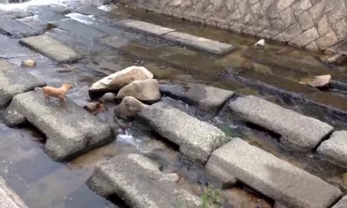 Derede Topuyla Oynayan Küçük Köpek