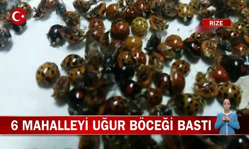 Rize'de 6 Mahalleyi Uğur Böceği Bastı! İşte Görüntüler 