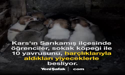 Harçlıklarını sokak köpekleri için harcıyorlar