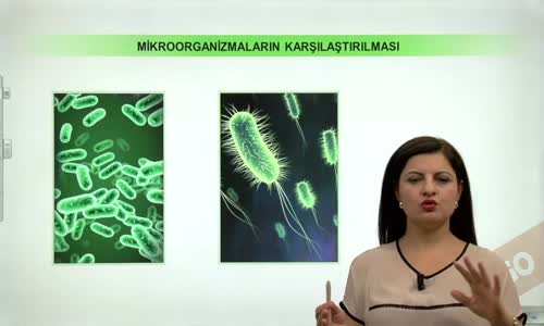 EBA BİYOLOJİ LİSE - CANLILARIN SINIFLANDIRILMASI VE CANLI ALEMLERİ - HAYVANLAR ALEMİ - MİKROORGANİZMALARIN KARŞILAŞTIRILMASI - BAKTERİ, ARKEBAKTERİ VE PROTİSTA ALEMLERİNDEKİ CANLILARIN KARŞILAŞTIRILMASI
