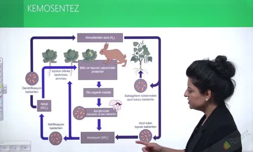 EBA BİYOLOJİ LİSE - CANLILARDA ENERJİ, FOTOSENTEZ VE KEMOSENTEZ - KEMOSENTEZ - KEMOSENTEZİN MADDE DÖNGÜSÜNE KATKILARI