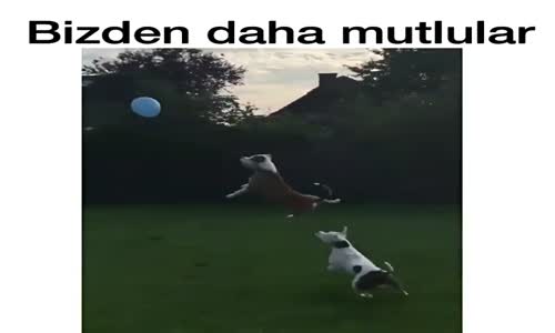 Balonla Oynayan Köpekler