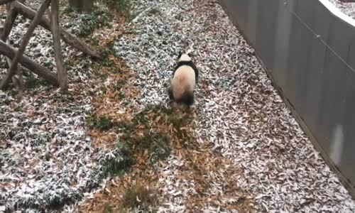 Karın Yağmasına Sevinen Panda