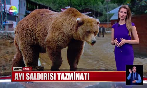 Ayı saldırısı tazminatı