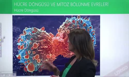 EBA BİYOLOJİ LİSE - HÜCRE BÖLÜNMELERİ - MİTOZ VE EŞEYSİZ ÜREME - HÜCRE DÖNGÜSÜ VE MİTOZ EVRELERİ - HÜCRE DÖNGÜSÜ VE İNTERFAZ