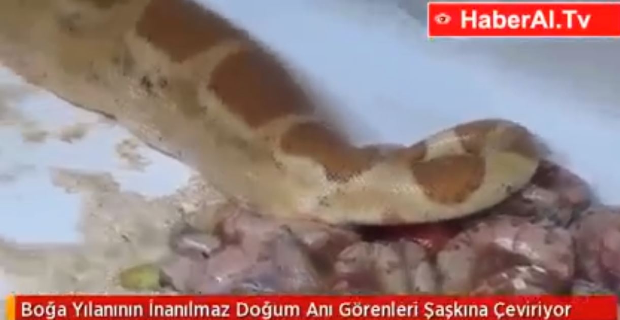 Vahşetin Böylesi! Evde Terk Edilen 14 Kedi Birbirini Yedi 