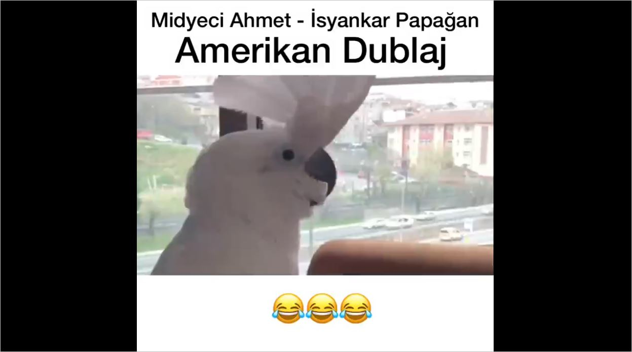 Midyeci Ahmet İsyankar Papağan - Amerikan Dublaj