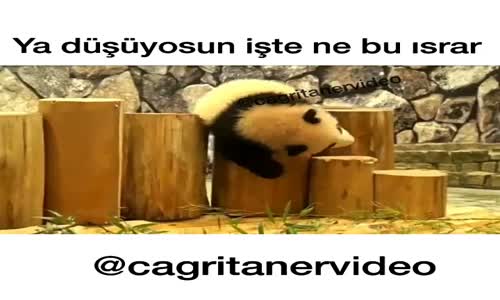 Israrcı Panda