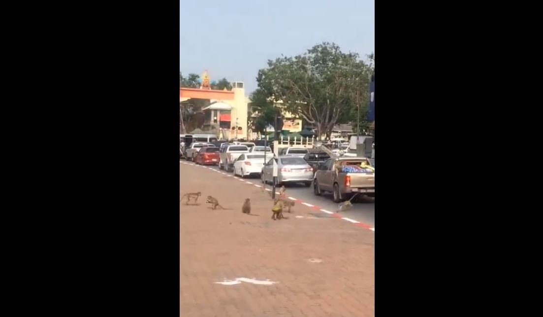 Trafikte Duran Araçtan Hırsızlık Yapan Maymunlar