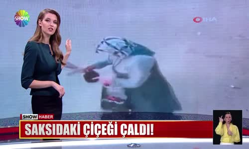 Saksıdaki çiçeği çaldı!