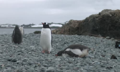 Danimarkalı Rock Grubundan Penguenlere Konser