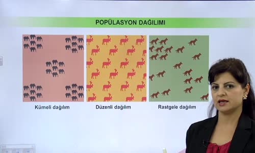 EBA BİYOLOJİ LİSE - EKOLOJİ VE GÜNCEL ÇEVRE SORUNLARI - POPÜLASYON EKOLOJİ - POPÜLASYONLARDA BİREY VE YAŞ DAĞILIMLARI