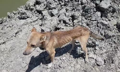 Aç Kalan Köpek İçin Balık Tutan Adam