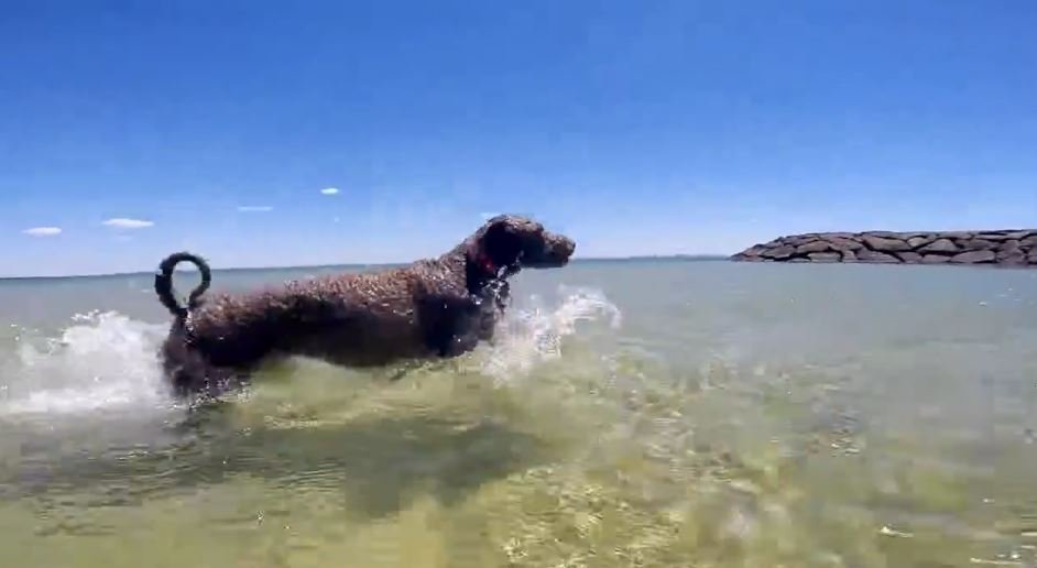 Ziggy Adlı Köpeğin Sahildeki Eğlenceli Klibi