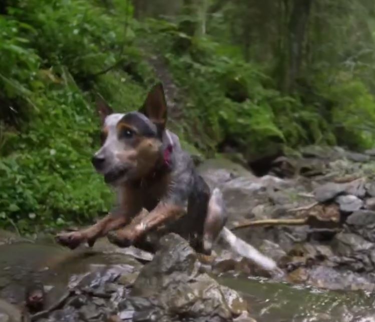 Wingsuit Atlayışını Yapan Dünyanın İlk Köpeği