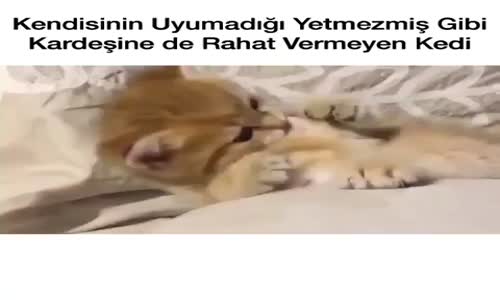 Yaramaz Kedi