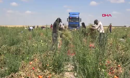 Tuz Gölü havzasının yeni alternatif ürünü domates oldu