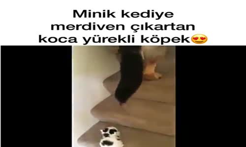 Yavru Kediye Yürümeyi Öğreten Köpek 